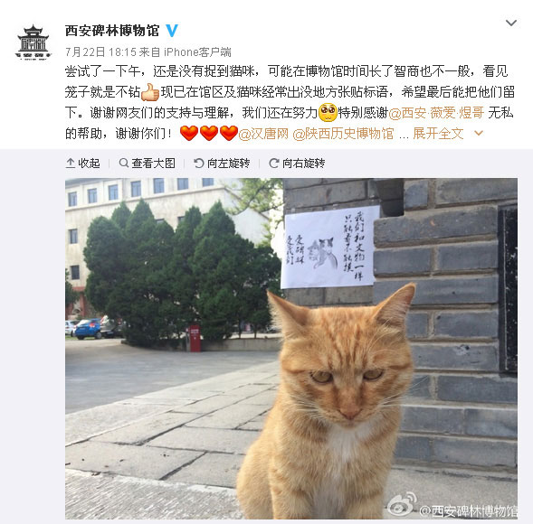 Museum's decision to keep cats gets Weibo users purring support