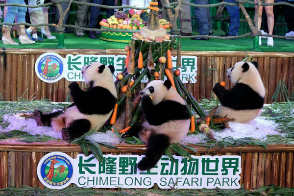 Panda triplets celebrate second birthday in Guangzhou