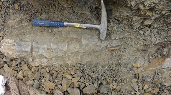 Well-preserved hadrosaur fossil unearthed in N. China