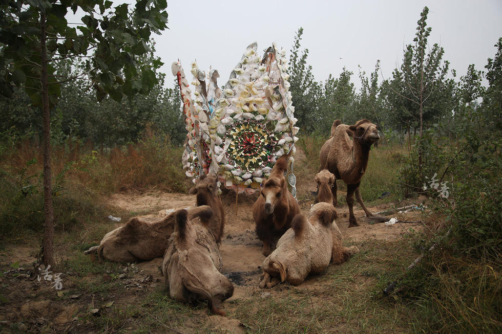 Post-80s woman makes a fortune in camel business