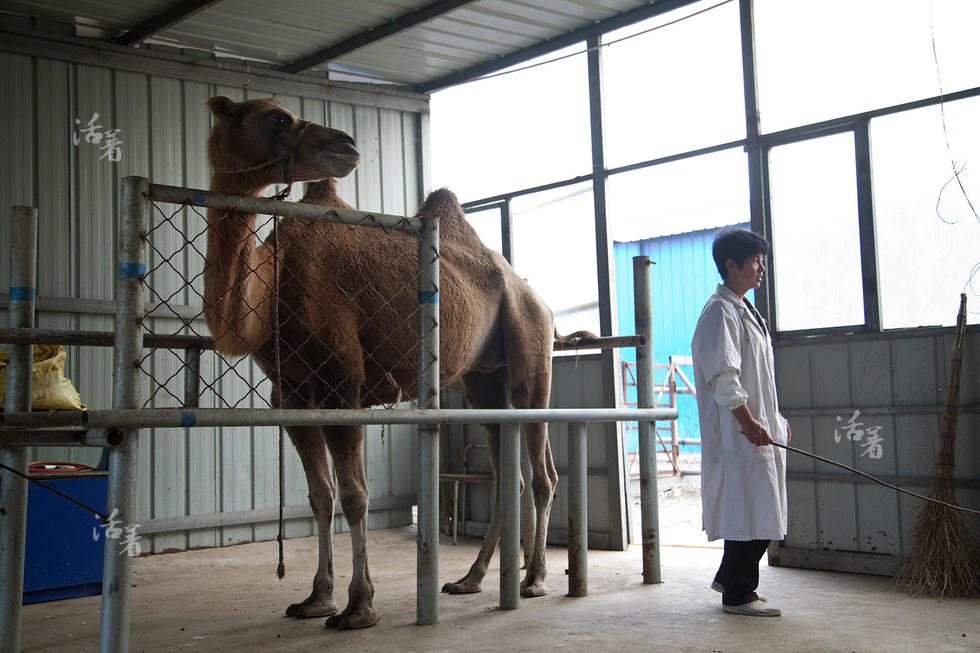 Post-80s woman makes a fortune in camel business