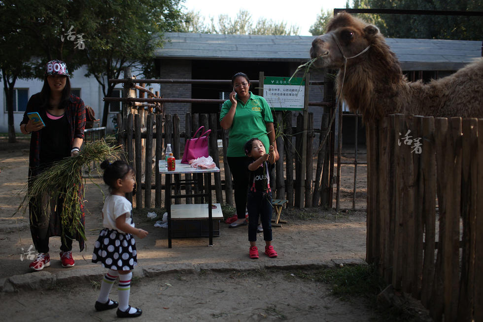 Post-80s woman makes a fortune in camel business