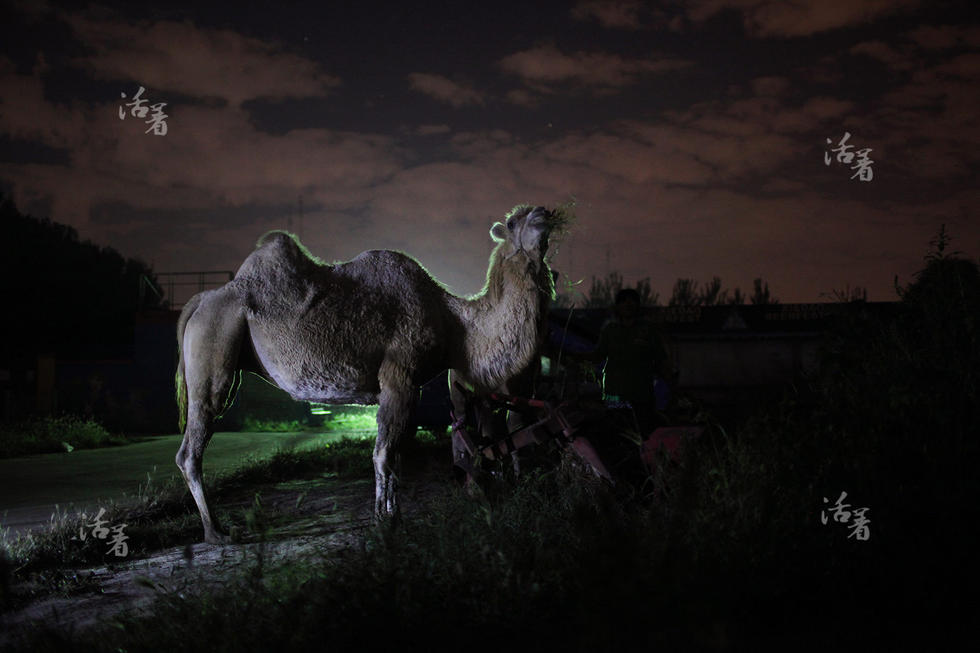 Post-80s woman makes a fortune in camel business