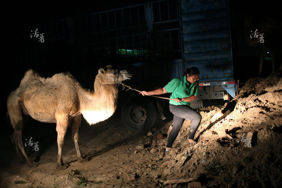 Post-80s woman makes a fortune in camel business