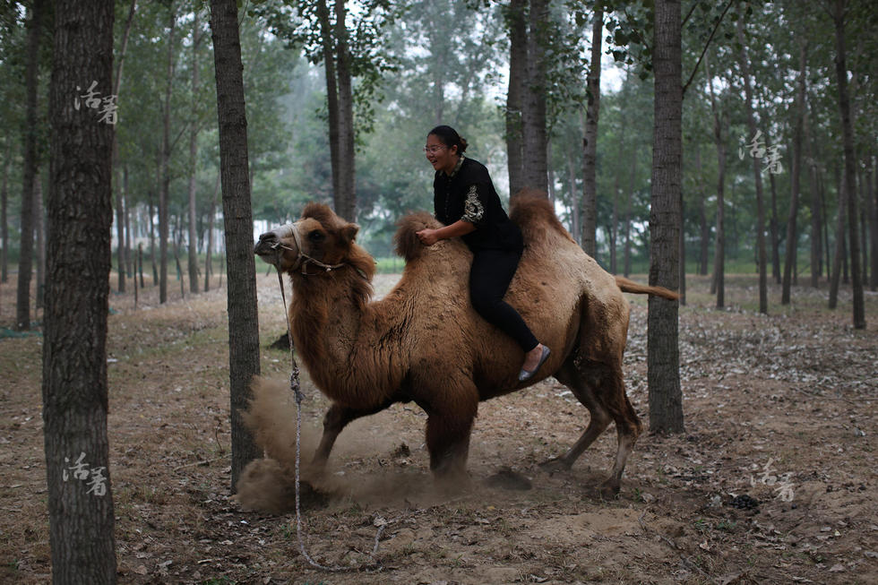 Post-80s woman makes a fortune in camel business