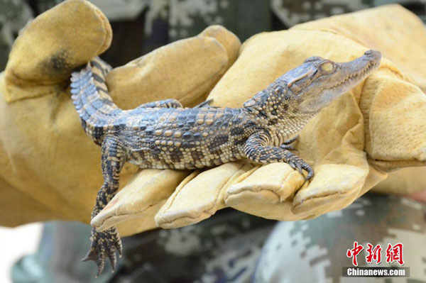Over 900 baby crocodiles found in southern China