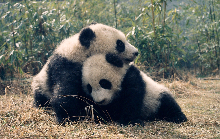 Giant panda no longer endangered - WWF
