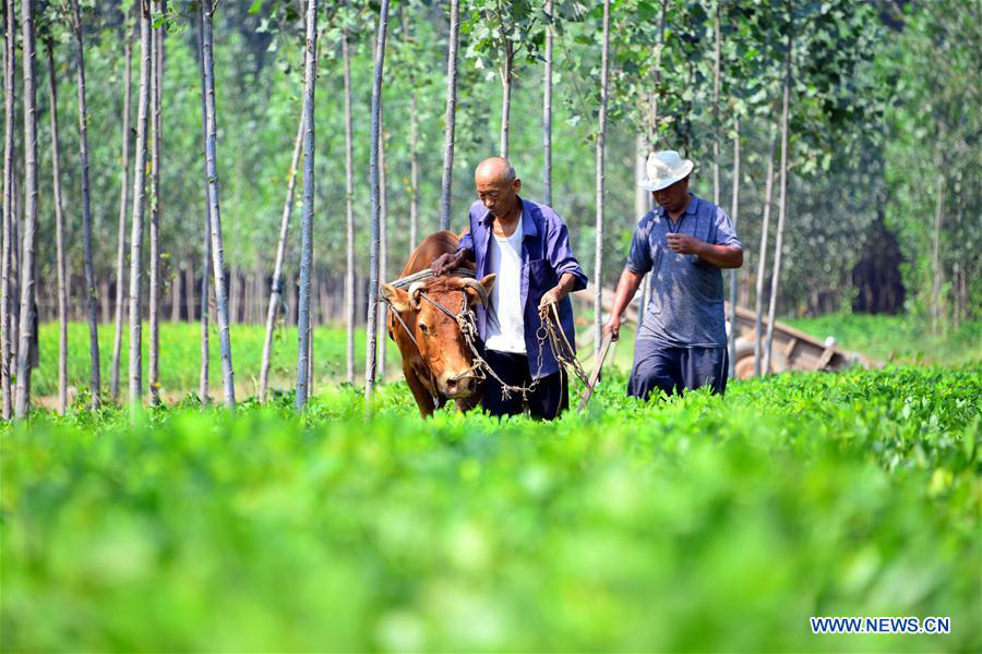 Autumn harvest season begins across China