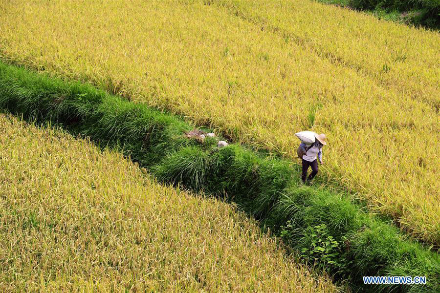 Autumn harvest season begins across China