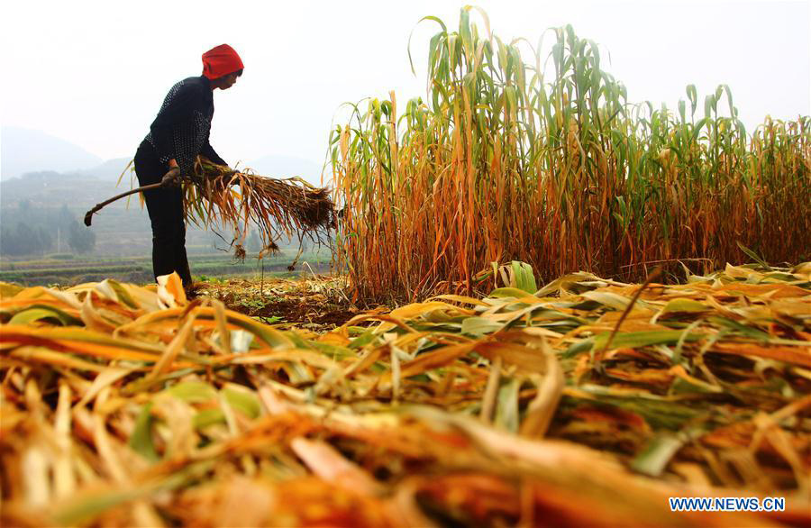 Autumn harvest season begins across China