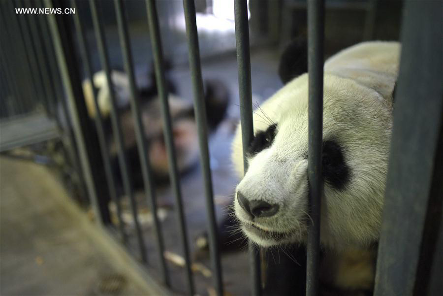 Captive-bred giant pandas return to wild after training