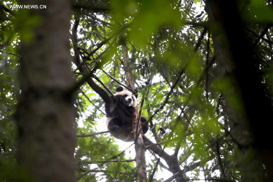 Captive-bred giant pandas return to wild after training