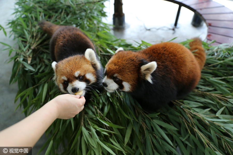 Cute animals share a bite of moon cake festival