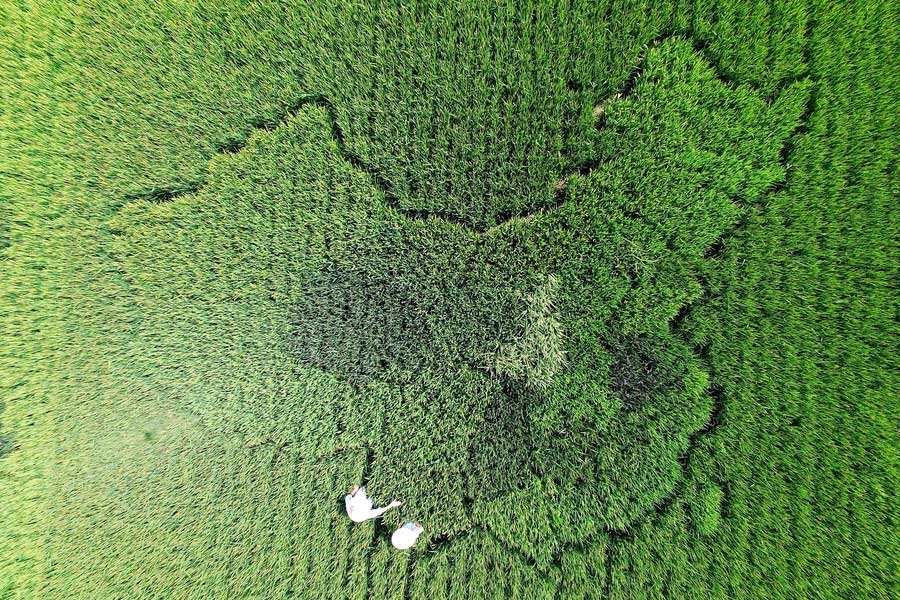 Elderly man creates map of China with colorful rice