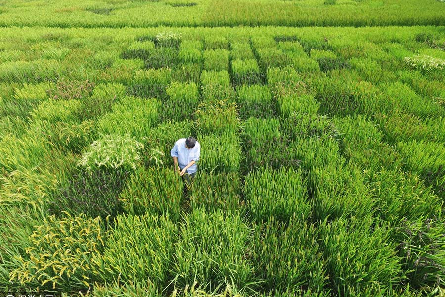 Elderly man creates map of China with colorful rice