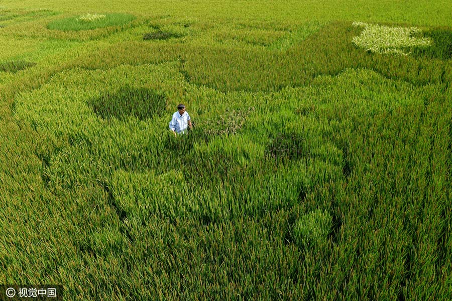 Elderly man creates map of China with colorful rice