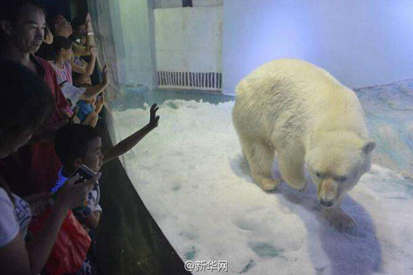 Mall housing 'World's Saddest Polar Bear' denied zoo expansion plan