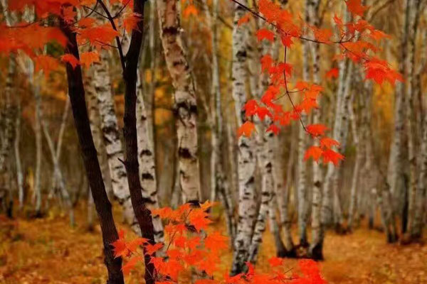 Picturesque Chongli bursts into autumn colors