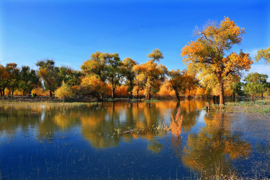 Scenery of populus euphratica forest in Inner Mongolia