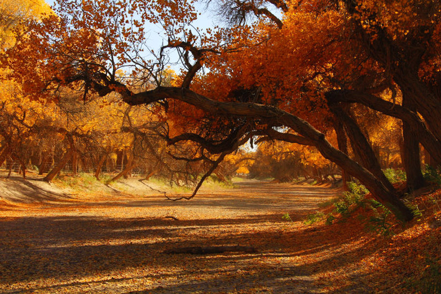 Scenery of populus euphratica forest in Inner Mongolia