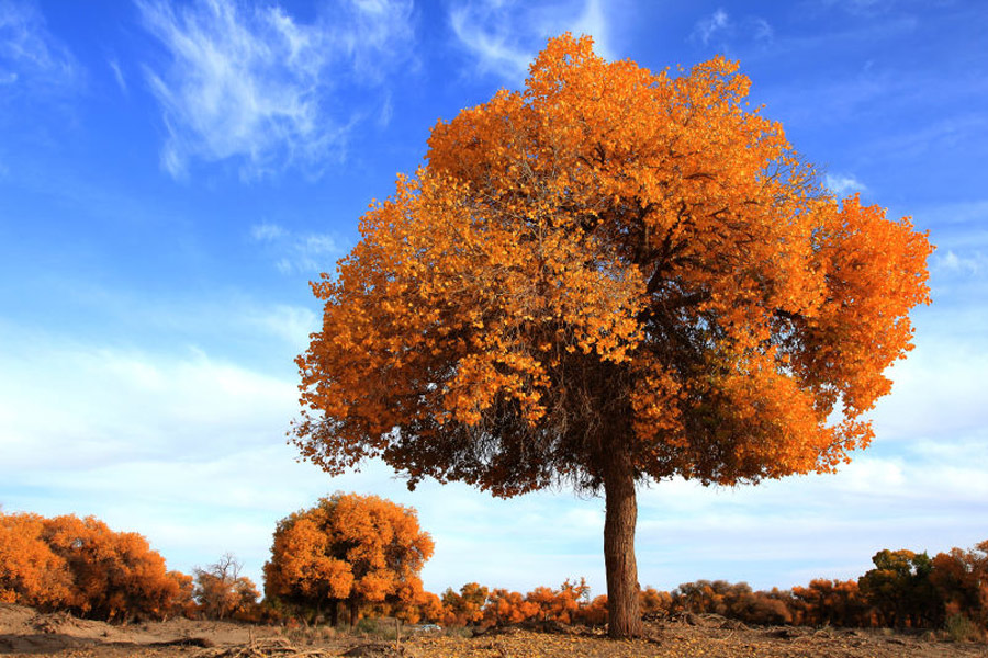 Scenery of populus euphratica forest in Inner Mongolia