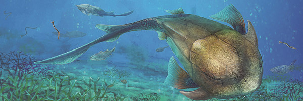 Chinese fish fossil sheds light on jaw evolution