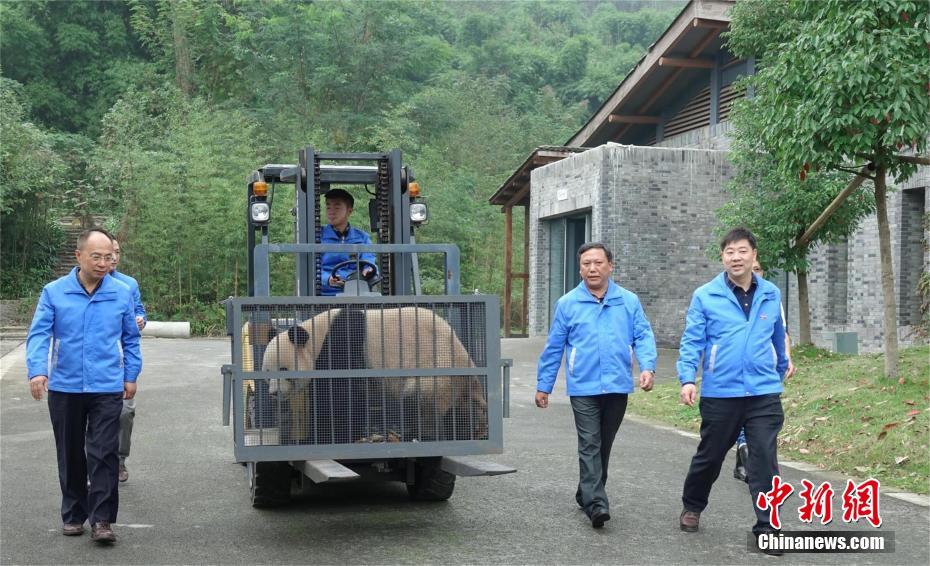Giant pandas arrive at new residence in Shennongjia Nature Reserve