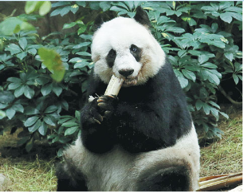 Anything But The Bear Necessities For Hong Kong's Pandas