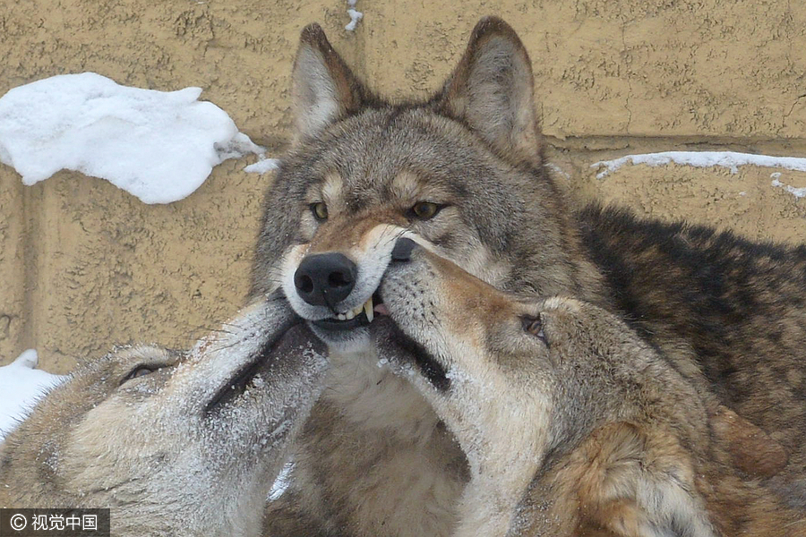 Family man raises 150 wolves in nine years