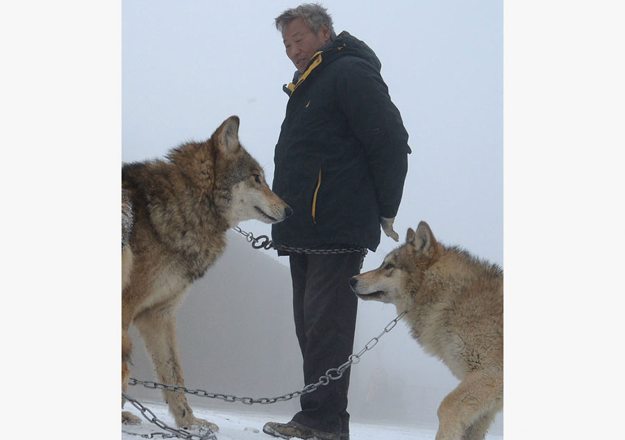 Family man raises 150 wolves in nine years