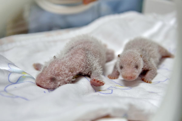 Twin male baby pandas born in Guangzhou in healthy condition