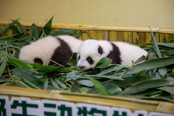Twin male baby pandas born in Guangzhou in healthy condition