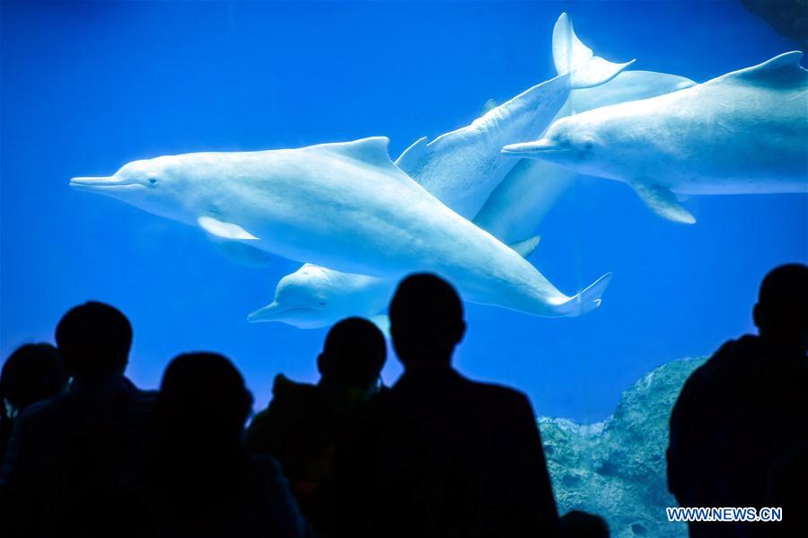 Chinese white dolphin guarded under first-class state protection