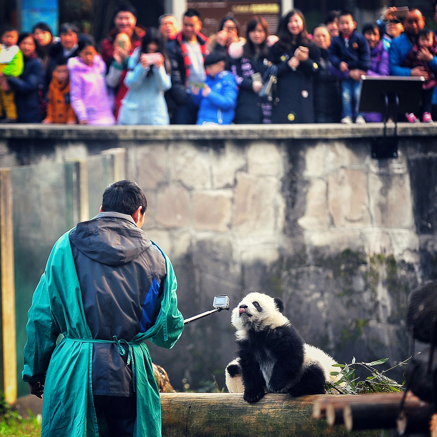 Giant panda twin cubs meet public in Chongqing