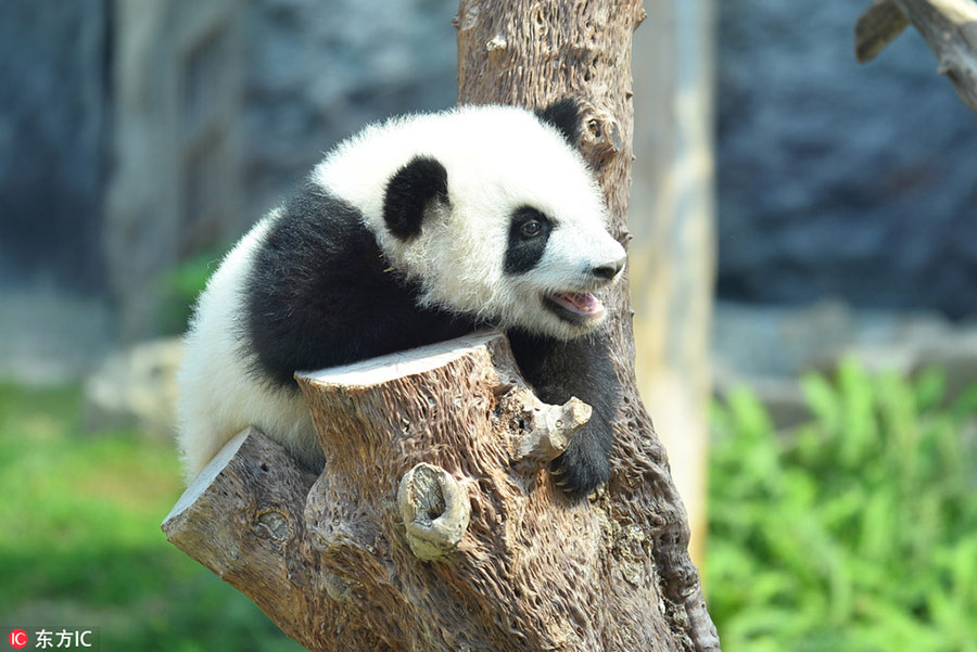 Panda cubs to meet public in Macao during Spring Festival