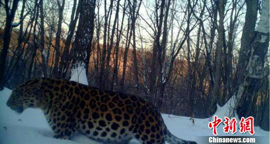 Amur leopard in NE China confirmed as fat male