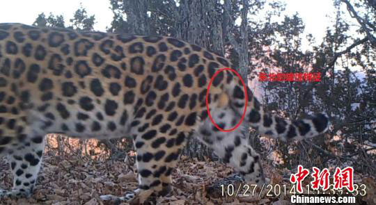 Amur leopard in NE China confirmed as fat male