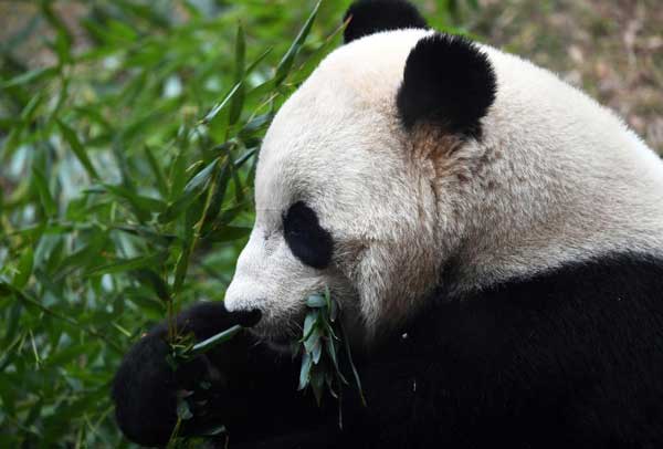Bao Bao lands safely in China after return from US