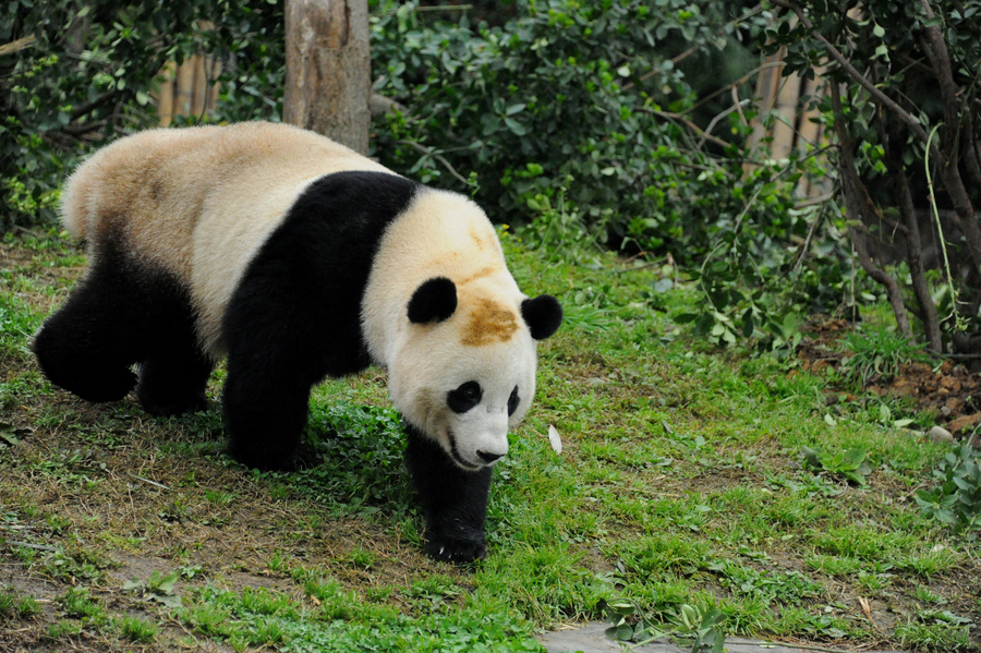 Baobao adapts to new environment, food in Sichuan