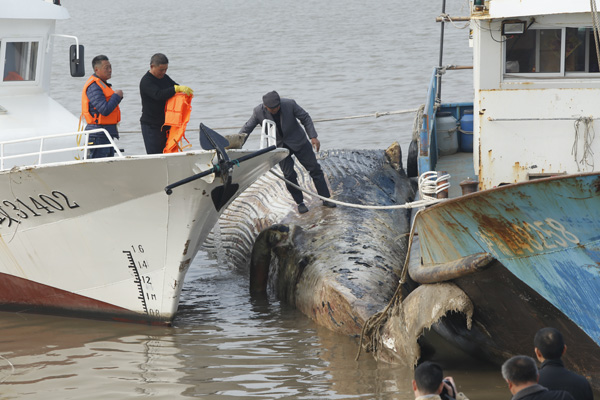 Huge whale found near Shanghai died 10 days ago