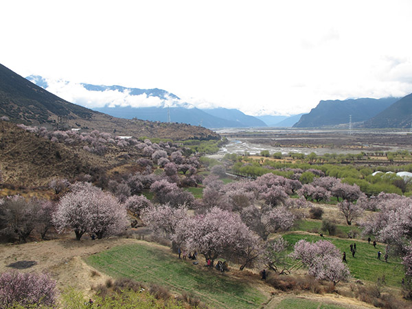 Boosting Tibetan village's economy through peach flower fest