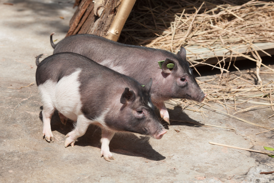 Cloned pig makes debut in Shenzhen wildlife park
