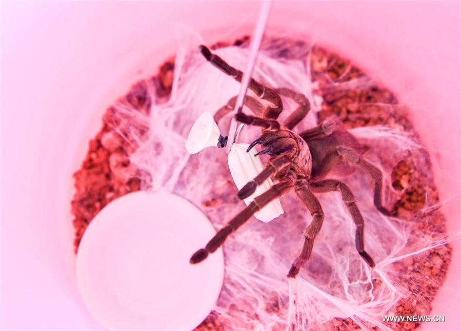 Spider farms founded in South China to alleviate poverty