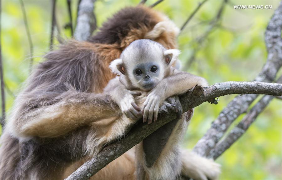 Monkeying around: Baby golden monkeys play in Shennongjia