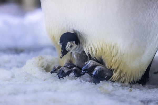 Guangdong ocean park celebrates baby penguins arrival