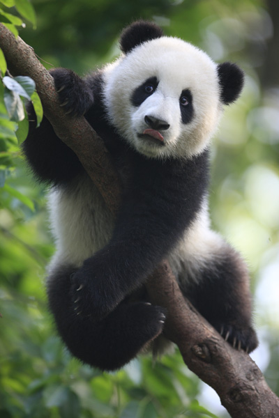 Panda park takes care of livelihoods too