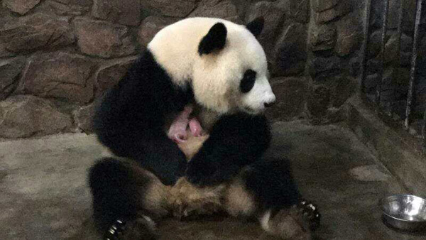 Panda mother takes care of twin babies