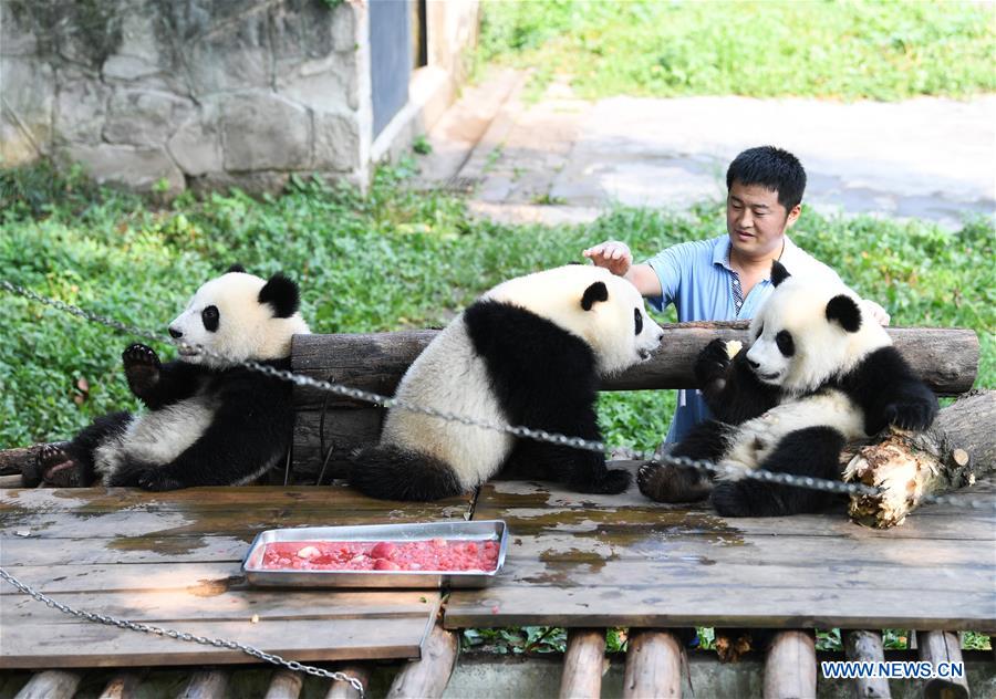 Meet a 'dad of pandas' in Chongqing