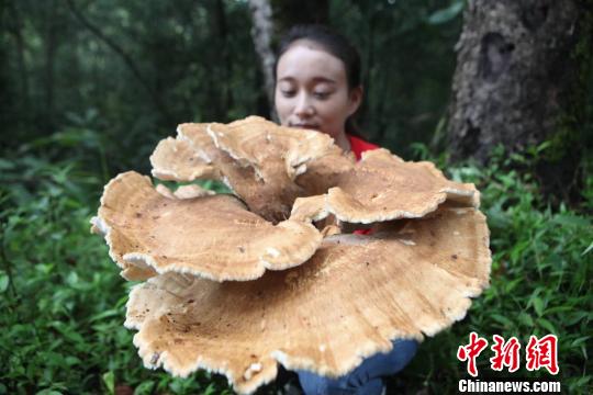 Giant mushroom found in Yunnan