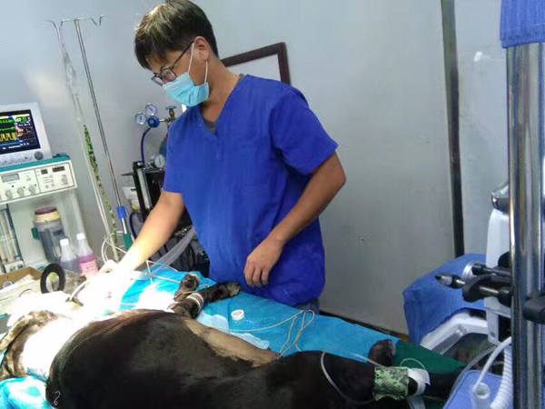 Dog owner donates dialysis equipment to clinic after pet dies